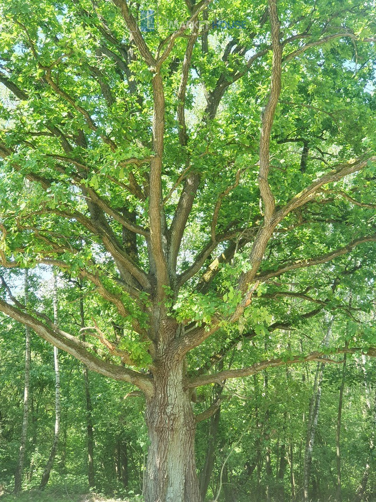 Działka Sprzedaż Zieleniewo