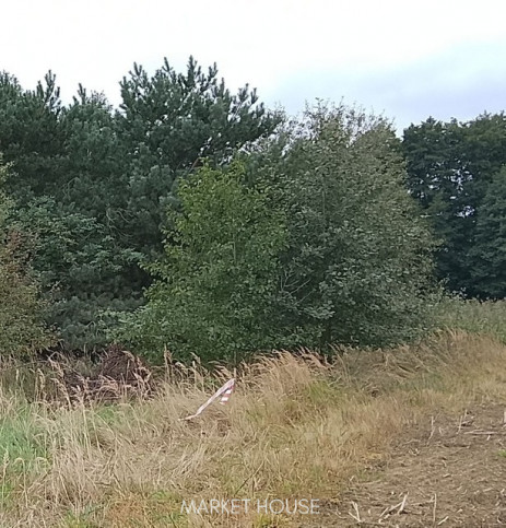 Działka Sprzedaż Stara Dąbrowa 23
