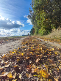 Działka Sprzedaż Grabowo