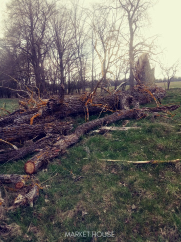 Działka Sprzedaż Łęgi 5