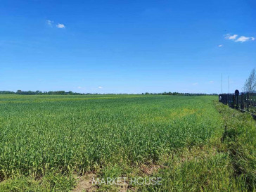 Działka Sprzedaż Kolonia Dolna-Grabowo