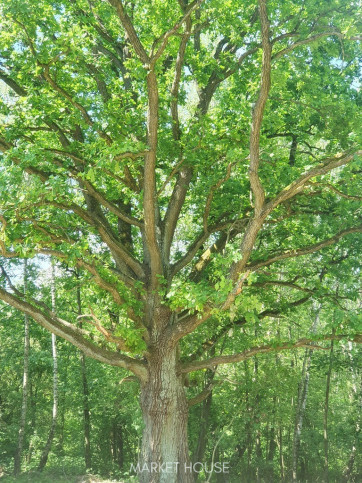 Działka Sprzedaż Zieleniewo 6