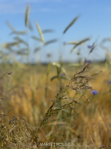 Działka Sprzedaż Goleniów 4